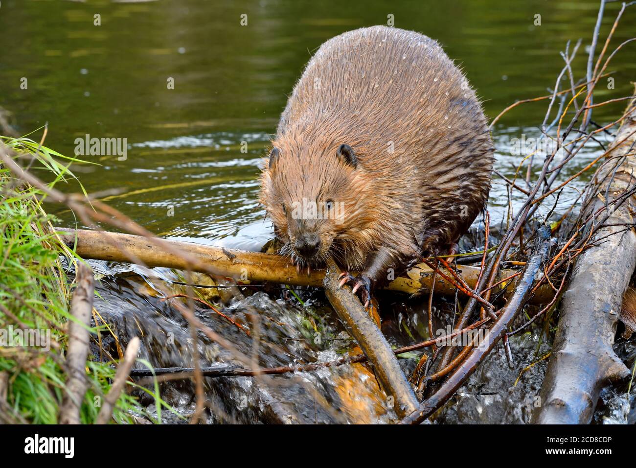 Un castor sauvage 'Castor canadensis', plaçant des bâtons sur son barrage de castor pour réparer une fuite dans le barrage dans les régions rurales du Canada de l'Alberta. Banque D'Images