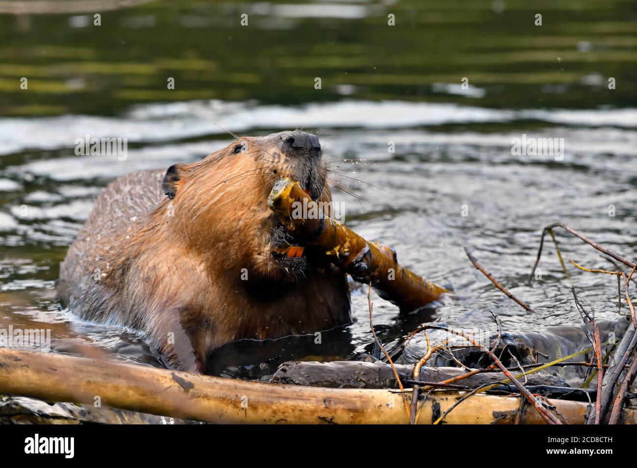 Un castor sauvage 'Castor canadensis', qui porte un bâton dans sa bouche pour être placé dans un trou de son barrage de castor dans la région rurale du Canada de l'Alberta. Banque D'Images