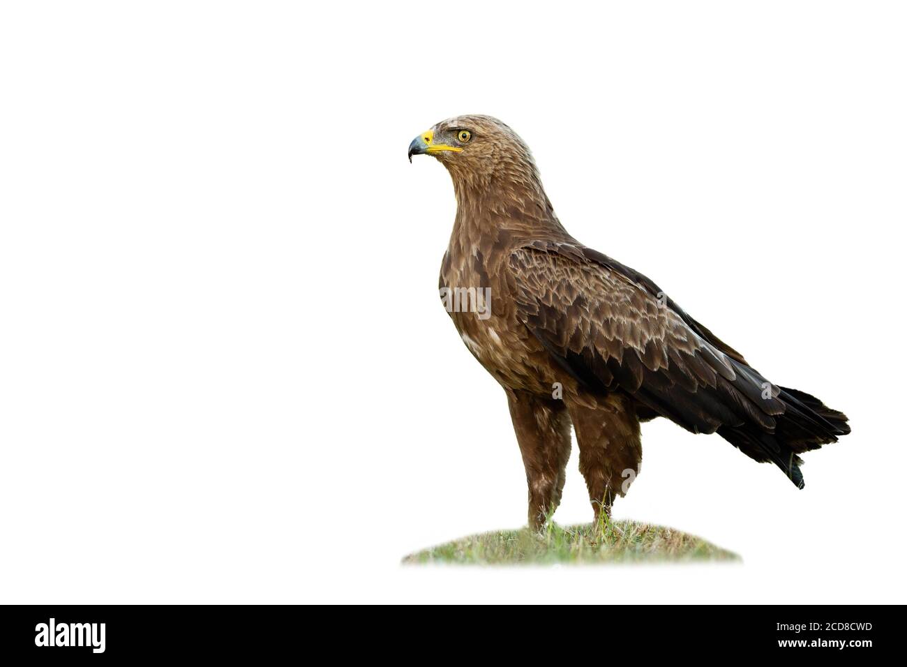 Majestueux aigle à petits pois debout sur l'herbe isolée sur fond blanc. Banque D'Images