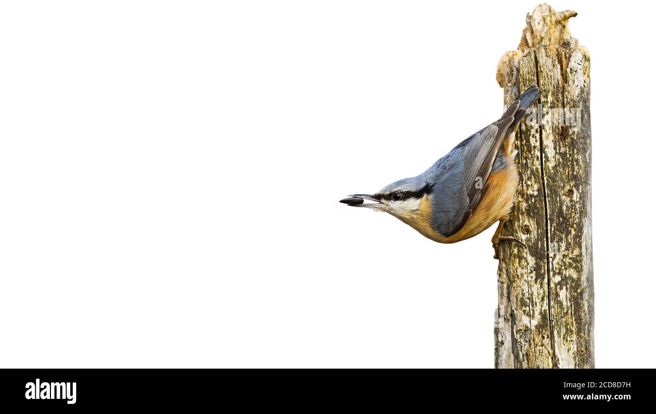 Nuthatch eurasien assis sur bois isolé sur fond blanc. Banque D'Images Nuthatch eurasien assis sur bois isolé sur fond blanc. Banque D'Images