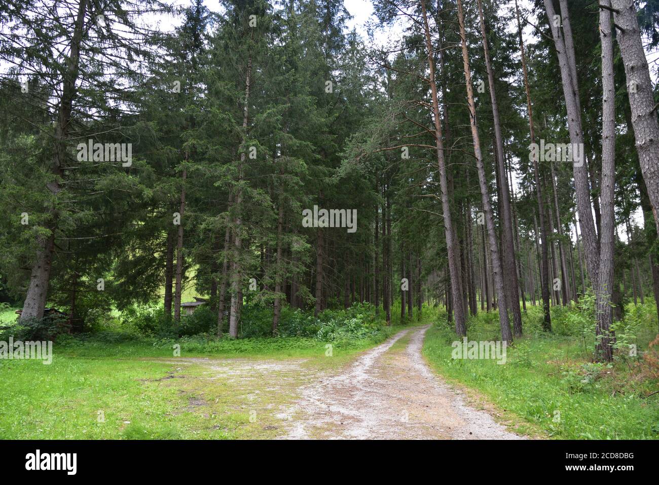 Route de terre dans les bois vers personne ne sait où Banque D'Images