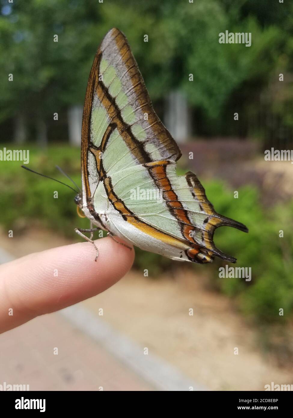 Papillon sur un doigt Banque D'Images