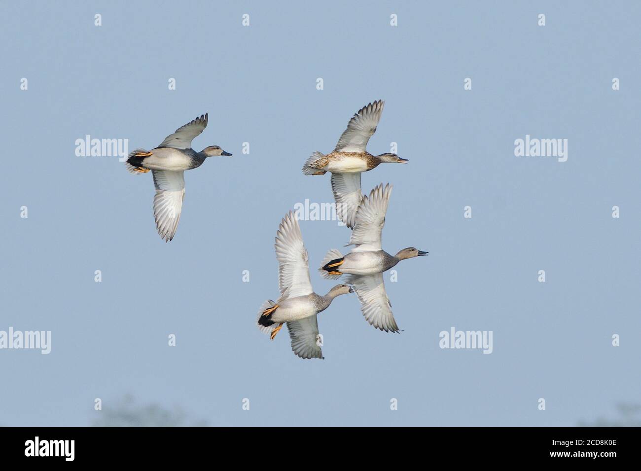 Les canards de Gadwall volantes dans le ciel Banque D'Images