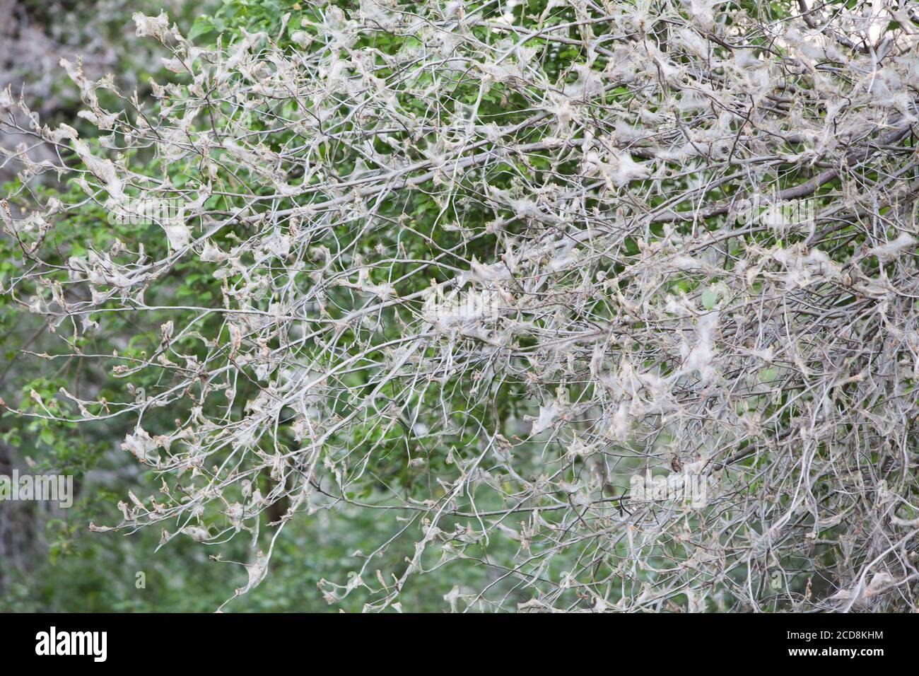 Éclosion de reproduction de masse de l'hermine de cerisier d'oiseau, l'arbre est couvert d'un pavé dense, les feuilles complètement mangées par les chenilles Banque D'Images