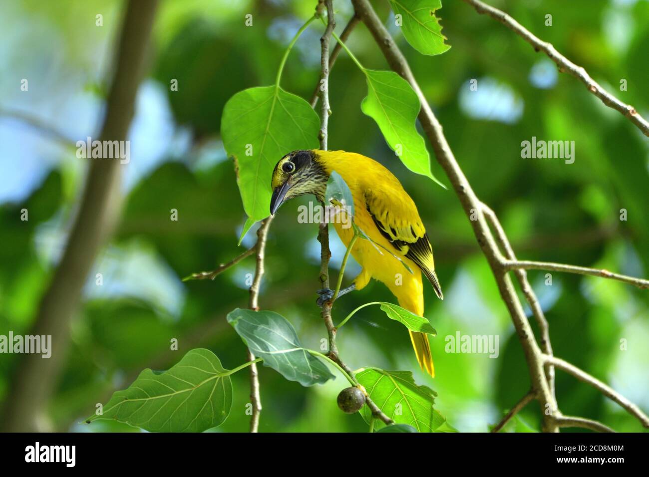 L'oiseau d'oriole juvénile est suspendu sur UN arbre Banque D'Images L'oiseau d'oriole juvénile est suspendu sur UN arbre Banque D'Images