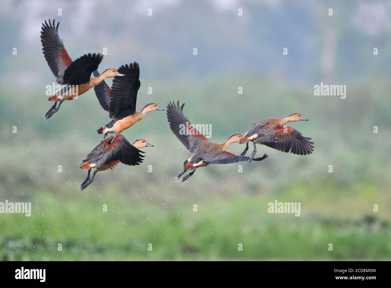 Les canards sifflants de moindre importance survolent les terres humides Banque D'Images Les canards sifflants de moindre importance survolent les terres humides Banque D'Images