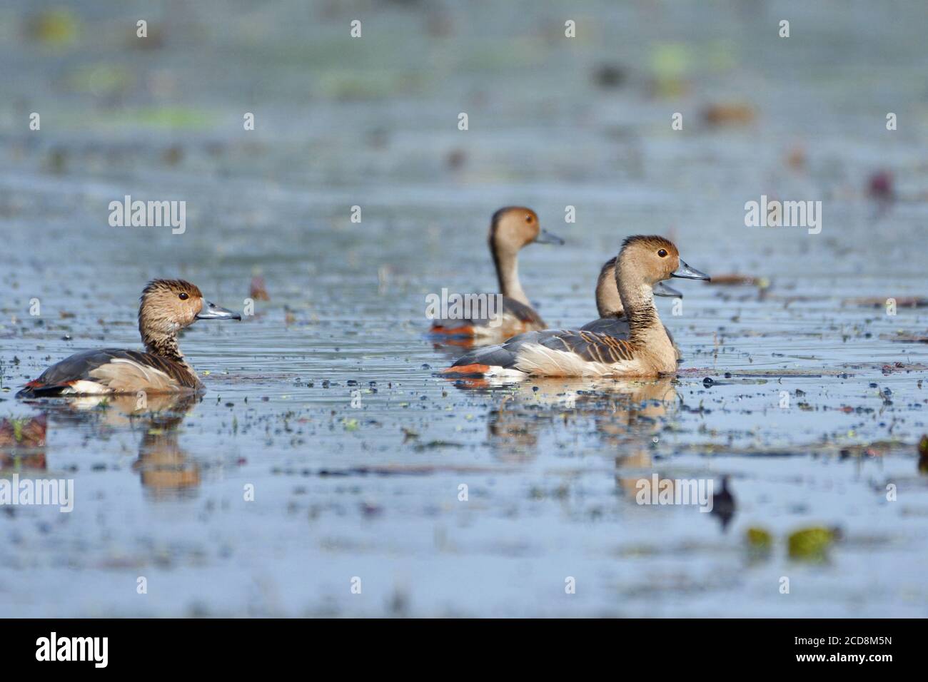 Les canards sifflants de moindre importance reposent sur l'eau Banque D'Images Les canards sifflants de moindre importance reposent sur l'eau Banque D'Images