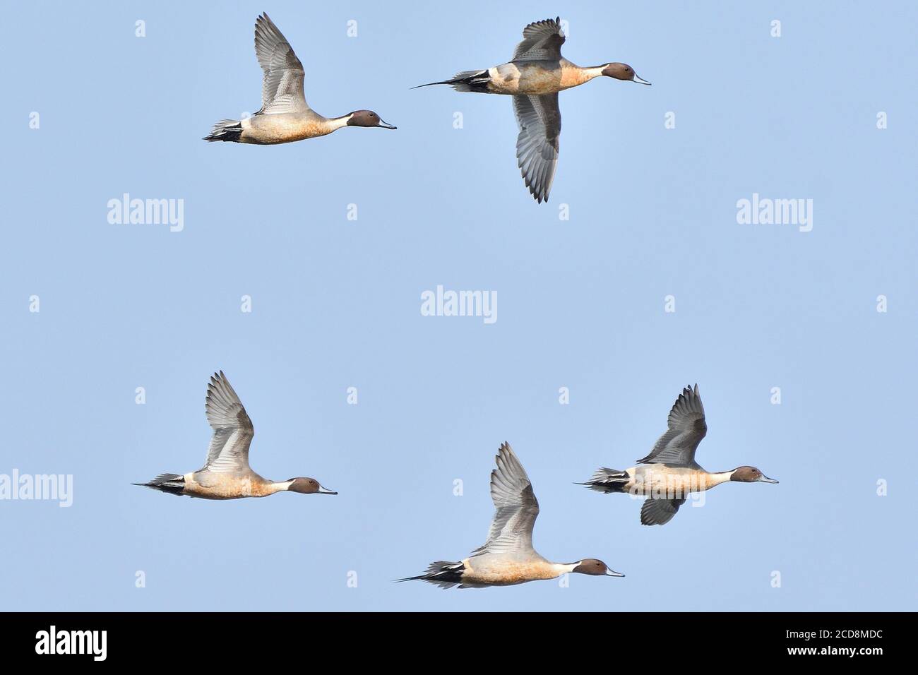 Les Canards pilets du Nord volantes sous le ciel Banque D'Images Les Canards pilets du Nord volantes sous le ciel Banque D'Images