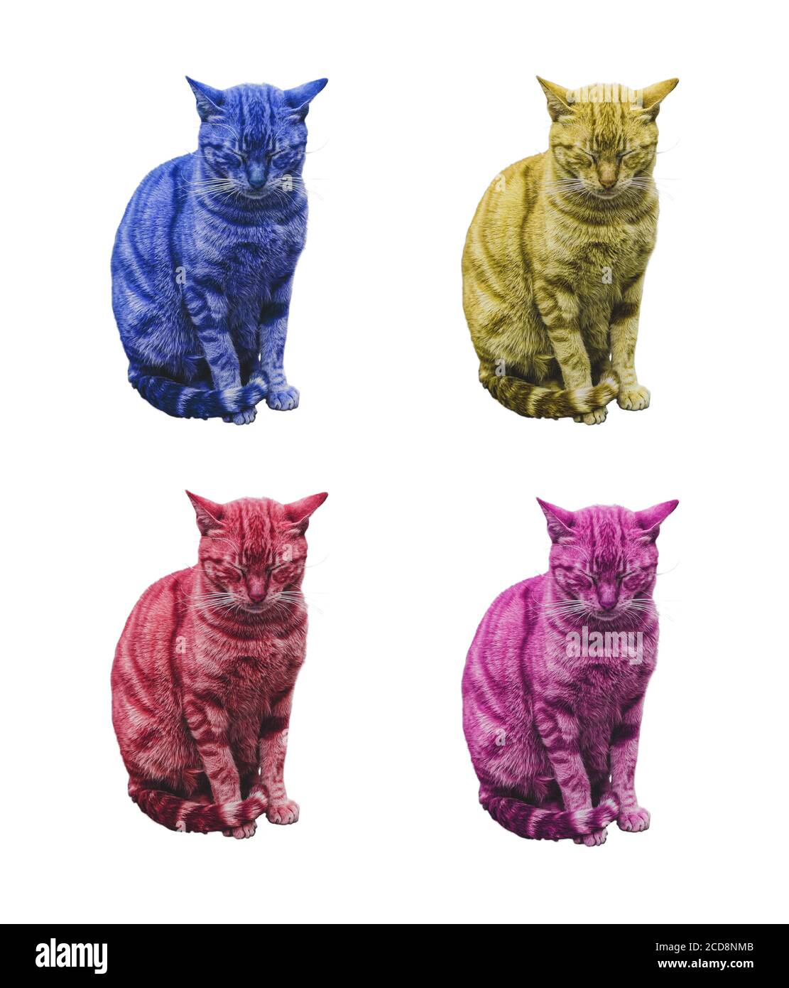 Un drôle de salon multicolor Cats avec les yeux fermés, isolé sur blanc Banque D'Images