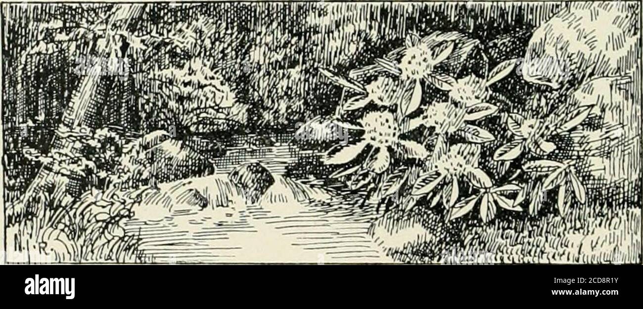 . Pelouses et jardins. Comment planter et embellir le lot de maison, le terrain de plaisir et le jardin . o harmonieuse acharacter comme ne pas interférer avec le développement individuel, ou de causer des perturbations dans l'ensemble, par ce développement. Naturellement, cela exige une connaissance intime, non seulement de chaque herbe et arbre utilisé, mais aussi un aperçu des méthodes secrètes de la nature, qui ne peut pas être enseigné bybooks, l'artiste doit s'asseoir humblement aux genoux de mère nature et d'apprendre. Ce n'est pas tant de grandeur que 4 ©n tbe Stuos de paysage de la nature. Beauté qui vient dans la province de tbe de son travail, pas somuc Banque D'Images