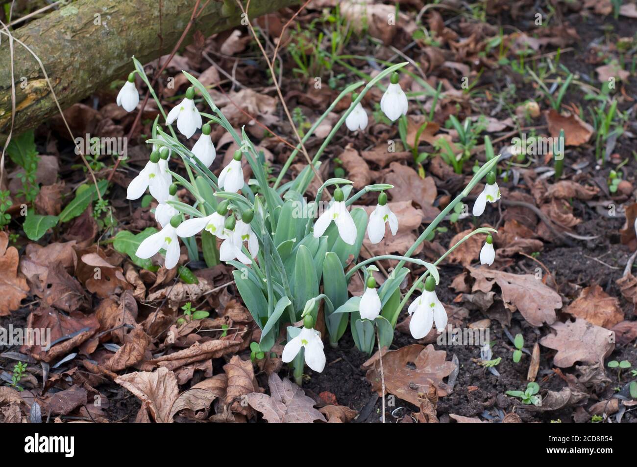 GALANTHUS ELWESII GROUPE HIEMALIS 'SYBIL STERN' Banque D'Images