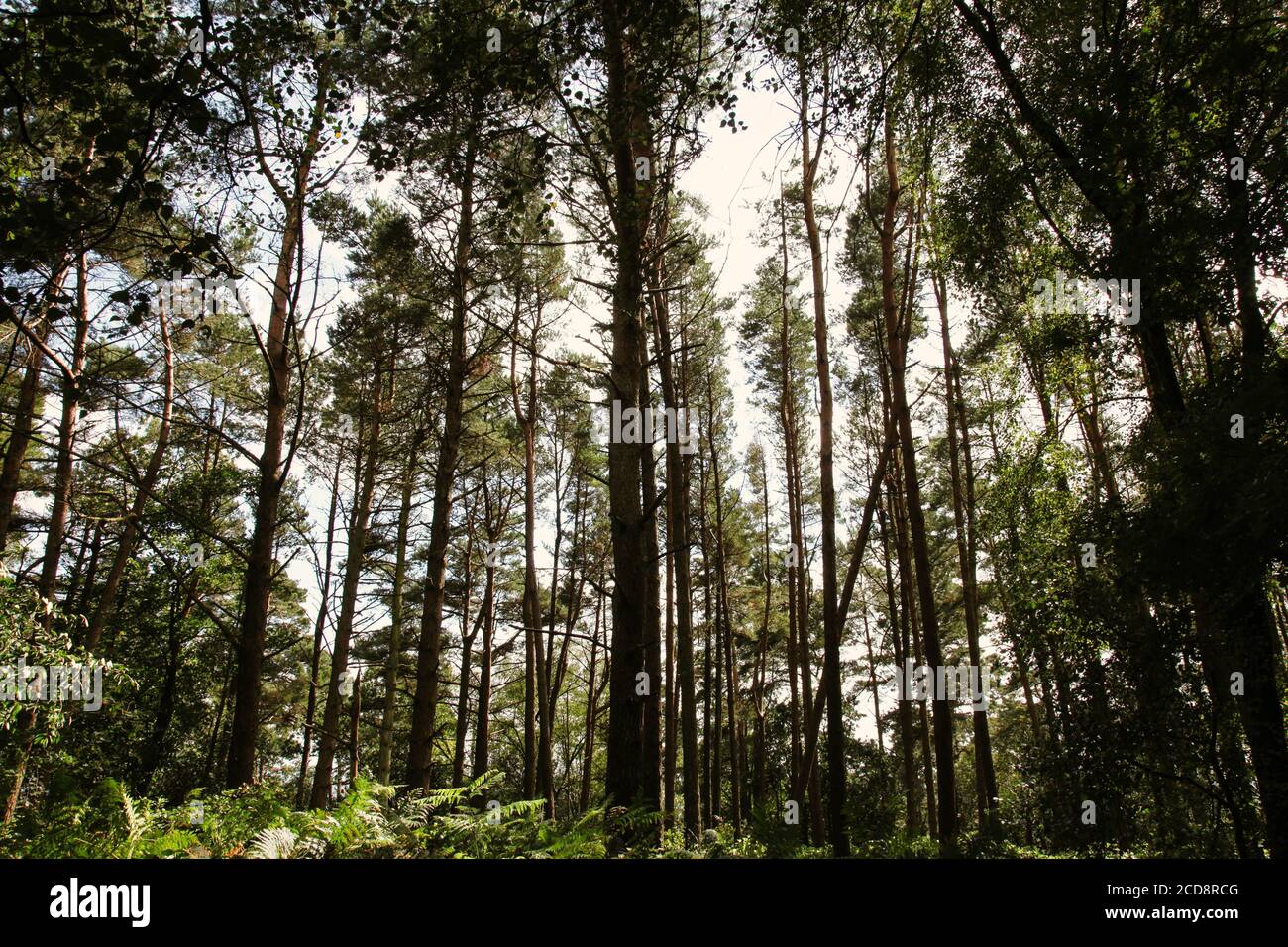 Sunlight through Treetops, Scots Pine Trees, Surrey Hills, Surrey, Angleterre, Royaume-Uni, août 2020 Banque D'Images