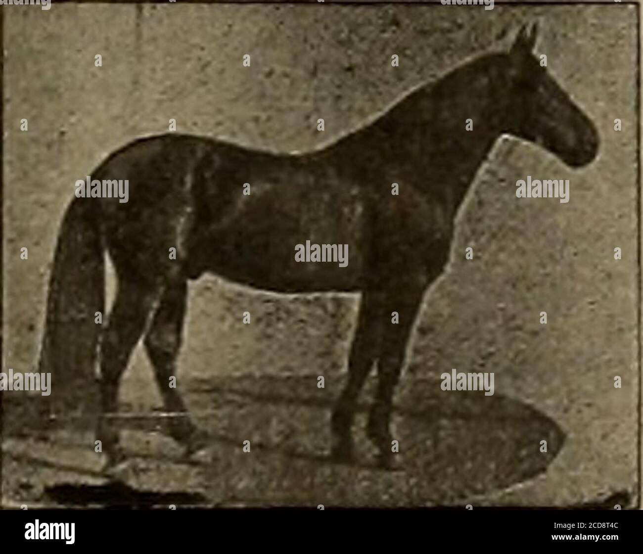 . Éleveur et sportif . onroe 3:13% et Joe Evlston (3) 3:32 feront la saison 1904 à Lakeville, comté de Sonoma, gal. SEYMOUR WILKES a gagné son record dans un ha-u fughtrace et a été un cheval de course aucun cheval en Californie peut showa une plus grande proportion de gros, beau, fortement construit et bien-boosé cols. Ils ont tous l'air semblables, et dans presque tous les cas aresquare trotters. SEYMOUR WILKES est par Guy Wilkes, son barrage début Birdby Playmail; deuxième barrage par Odd Fellow, troisième barrage par un fils de Williamsons Belmont, quatrième barrage par Blackhawk 76? Il pèse 12)0 livres, tient 16 mains hiehand est un o Banque D'Images