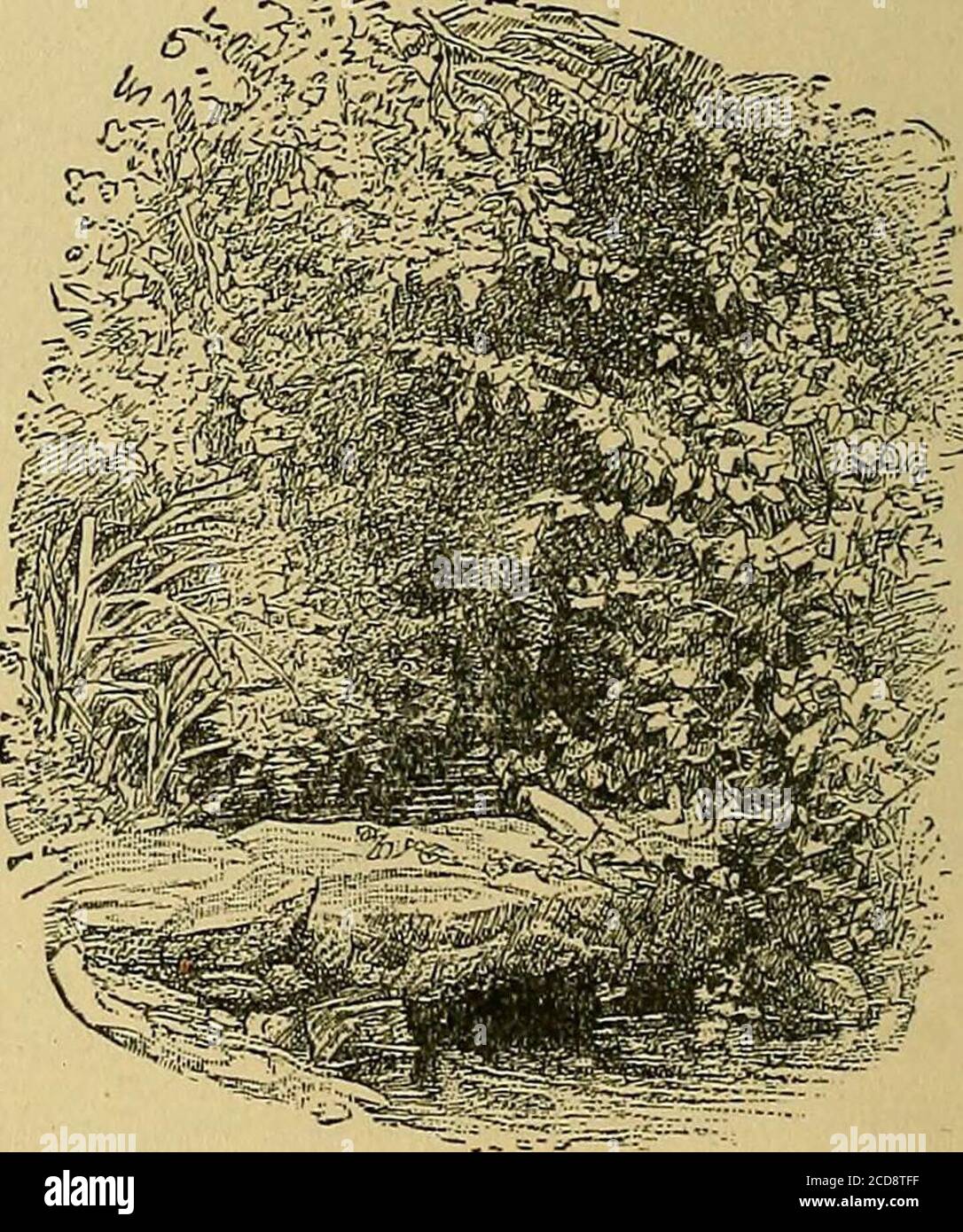 Wordsworth pour les jeunes; sélections avec une introduction pour les  parents et les enseignants . ya jamais, ne terminant jamais la chanson, à  accueillir dans le Mai.le magpie chatte avec plaisir;