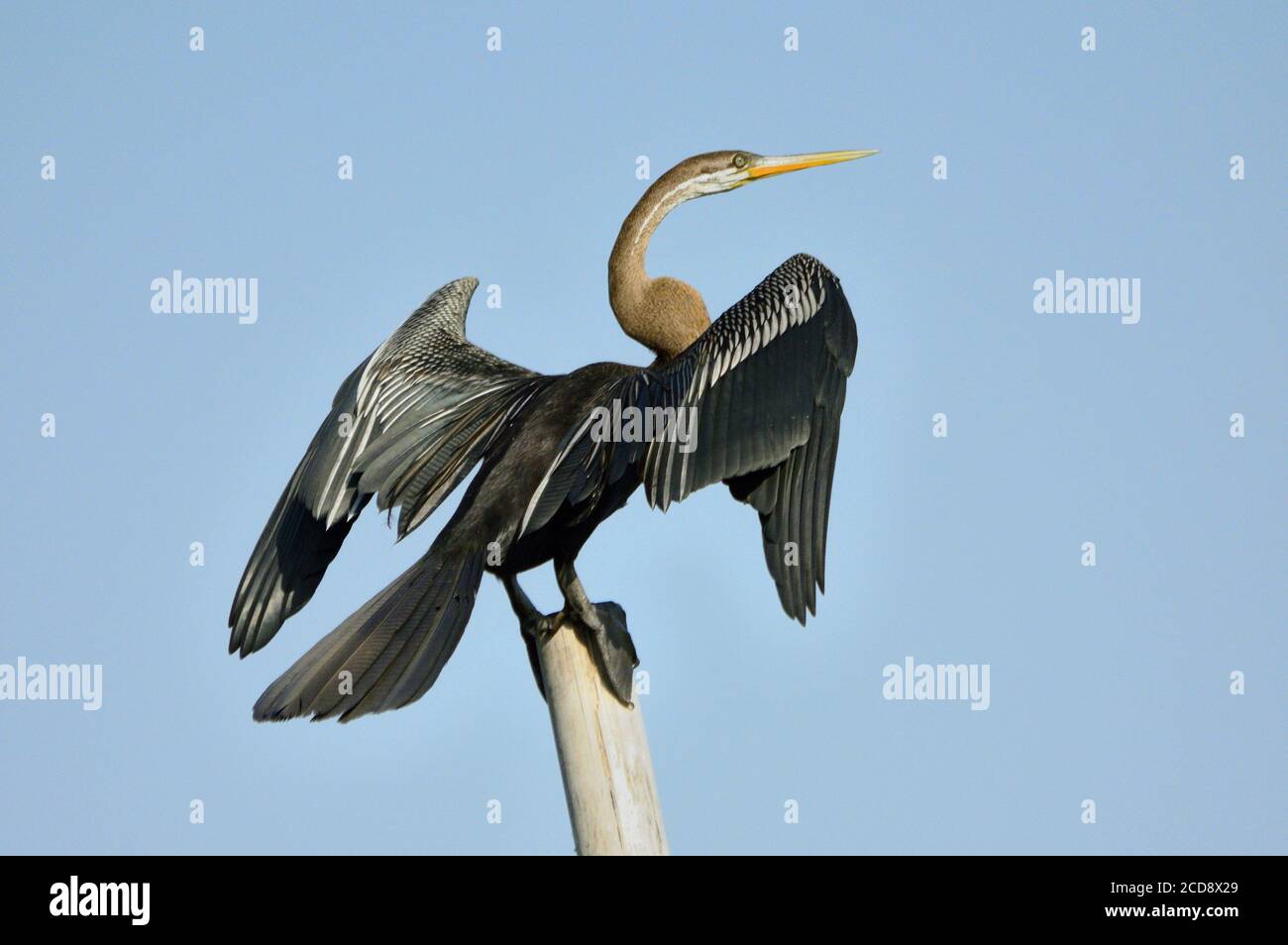 L'Oriental Darter Bird est assis sur un poteau Banque D'Images L'Oriental Darter Bird est assis sur un poteau Banque D'Images