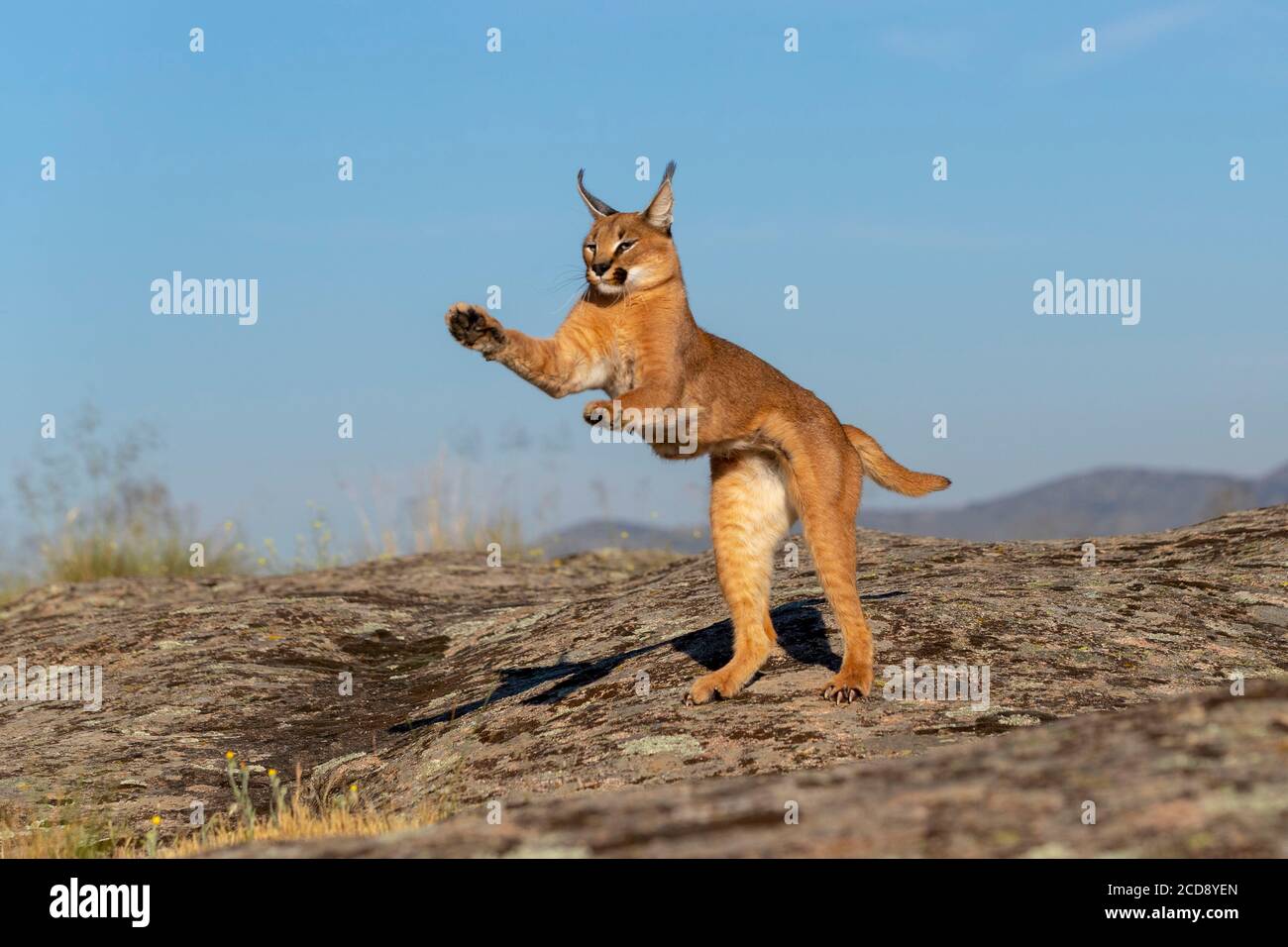 Caracal (Caracal caracal) , se produit en Afrique et en Asie, animal adulte, Homme, Jumping, captif Banque D'Images