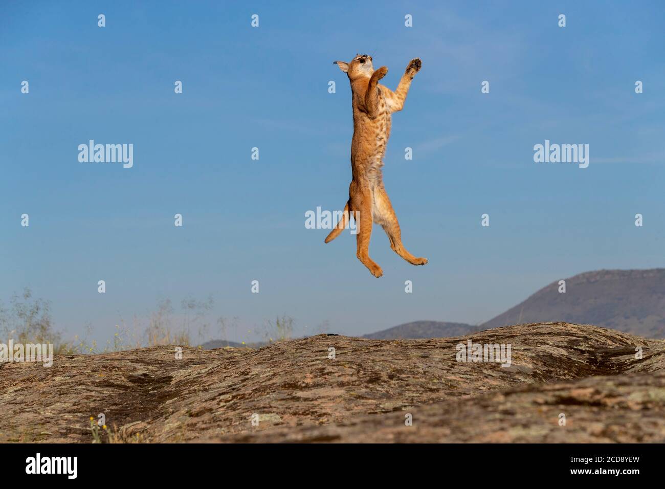 Caracal (Caracal caracal) , se produit en Afrique et en Asie, animal adulte, Homme, Jumping, captif Banque D'Images