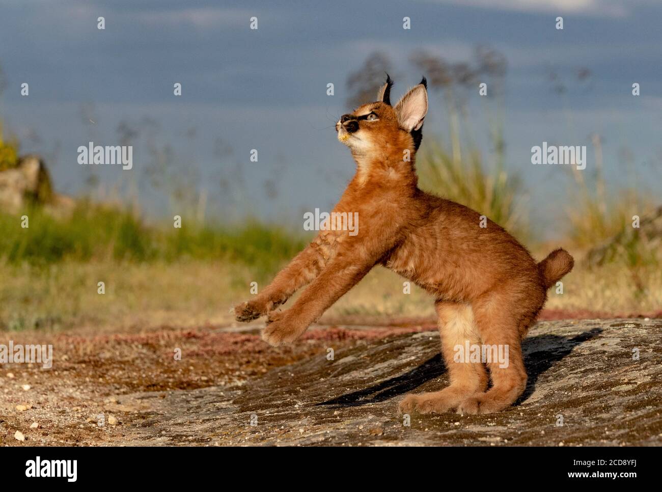 Caracal (Caracal caracal) , se produit en Afrique et en Asie, animal adulte, Homme, saut, courant, captif Banque D'Images