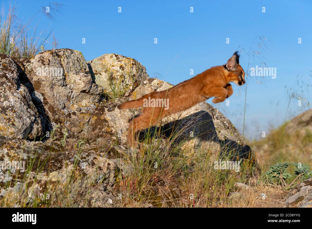 Caracal (Caracal caracal) , se produit en Afrique et en Asie, jeune animal de 9 semaines, saut, captif Banque D'Images