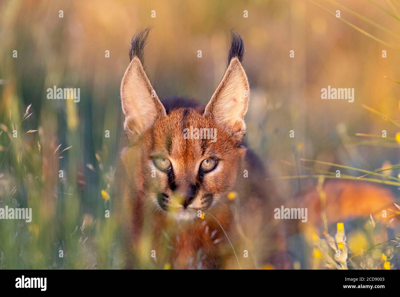 Caracal (Caracal caracal) , se produit en Afrique et en Asie, jeune animal de 9 semaines, saut, captif Banque D'Images