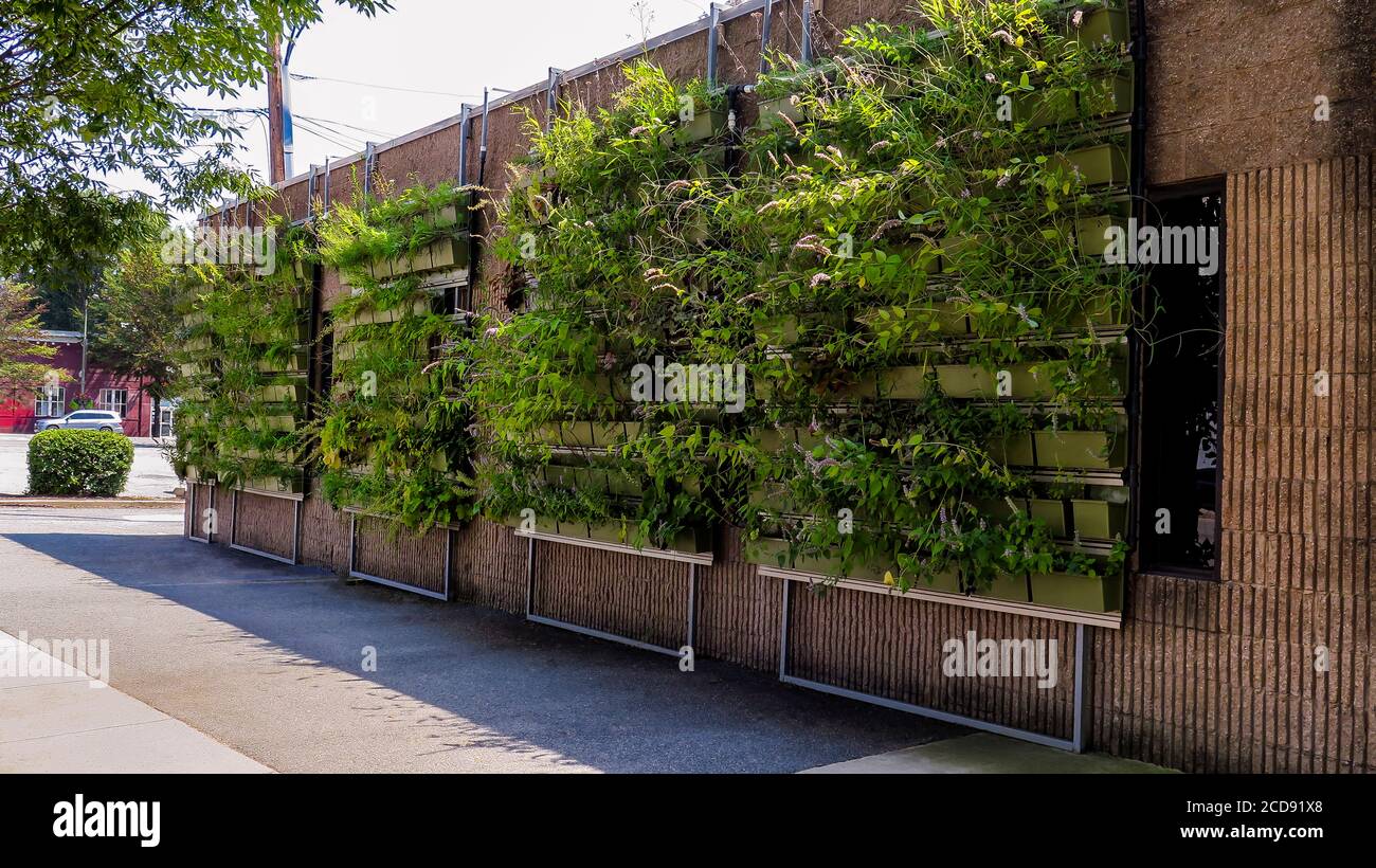 Mur vert vertical urbain Banque D'Images