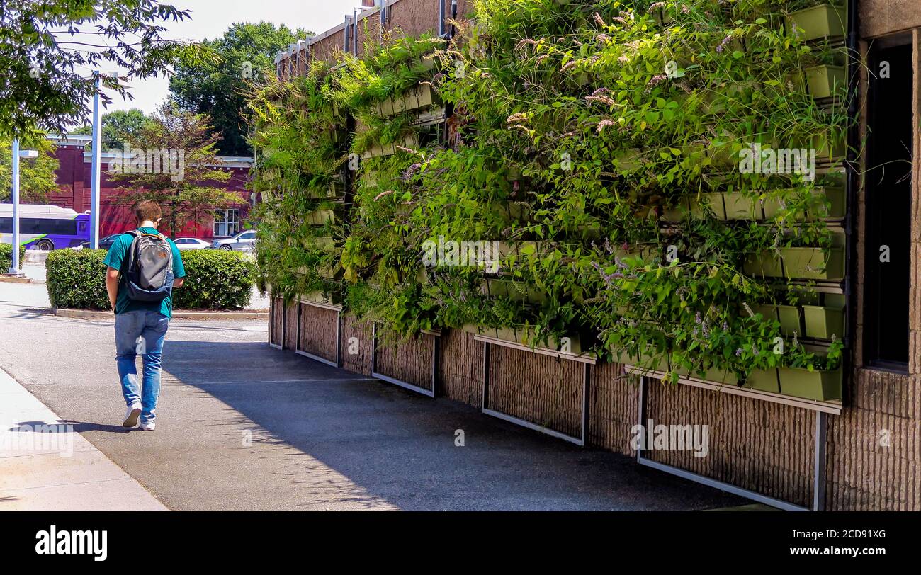 Mur vert vertical urbain Banque D'Images