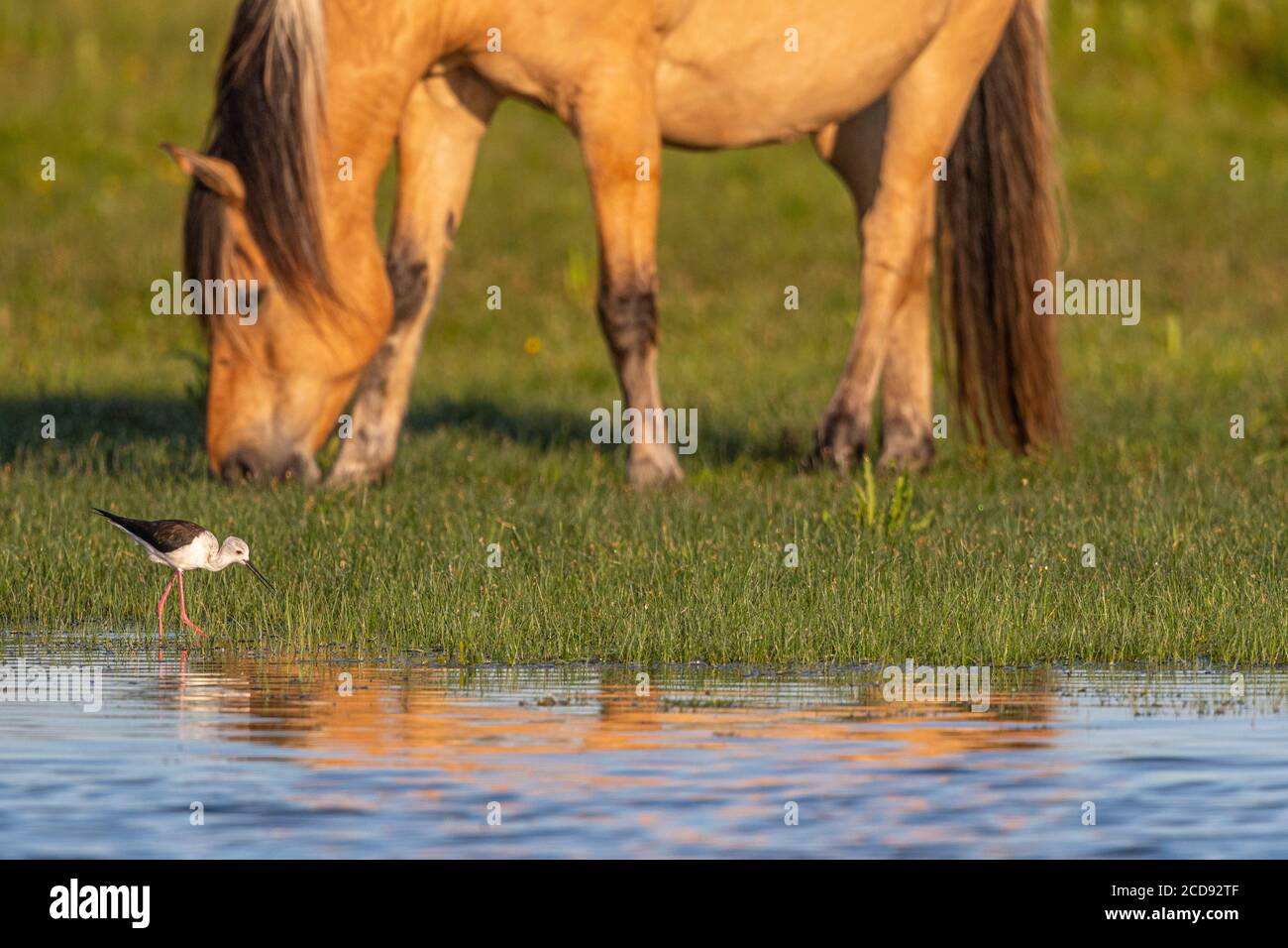 France, somme, Baie de somme, le Crotoy, marais de Crotoy, pilotis blancs (Himantopus himantopus - pilotis à ailes noires) et chevaux Henson dans la baie de somme Banque D'Images