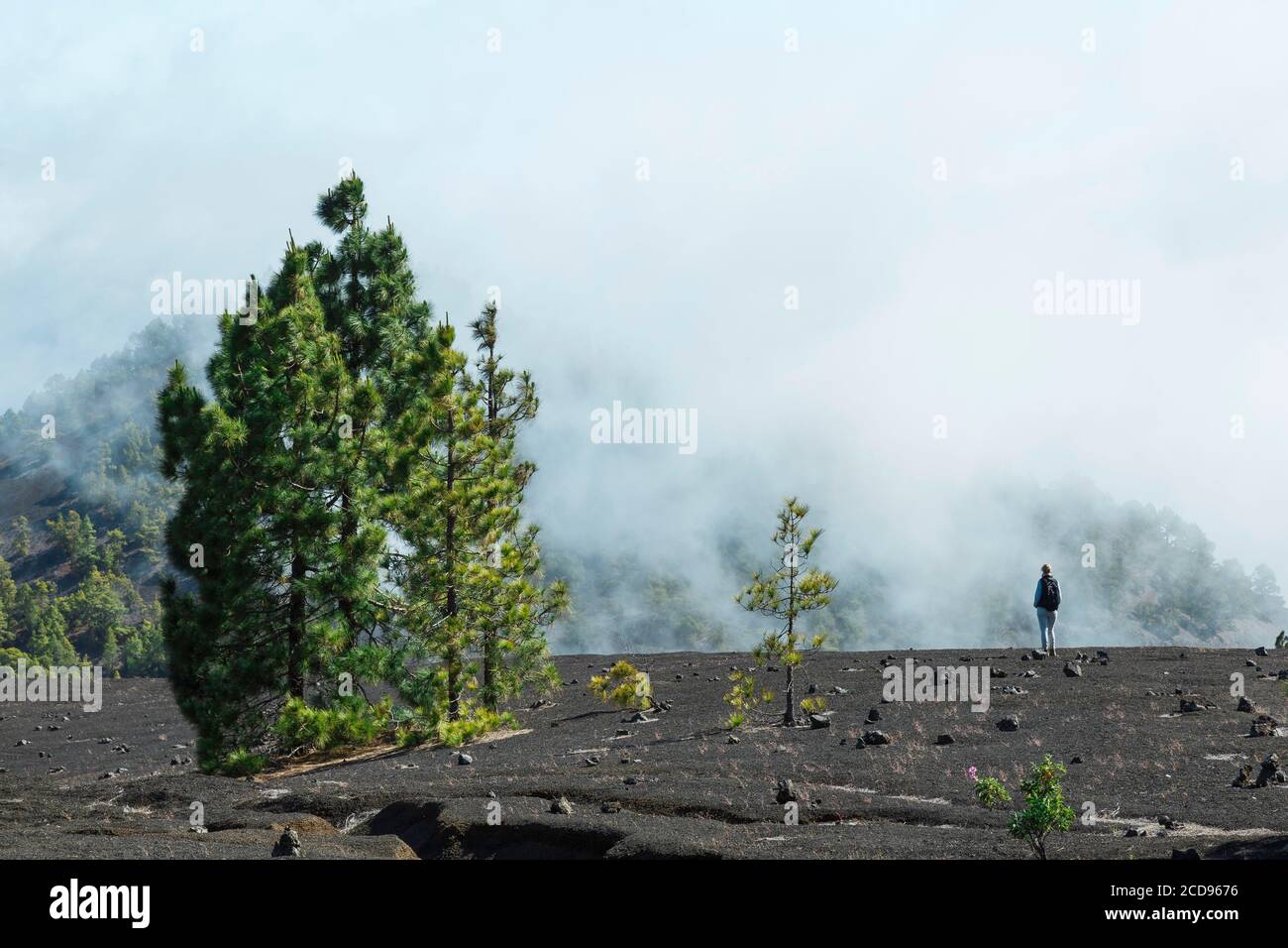 Espagne, îles Canaries, la Palma, randonneurs sur un sentier dans une végétation luxuriante dans un environnement montagneux et volcanique Banque D'Images