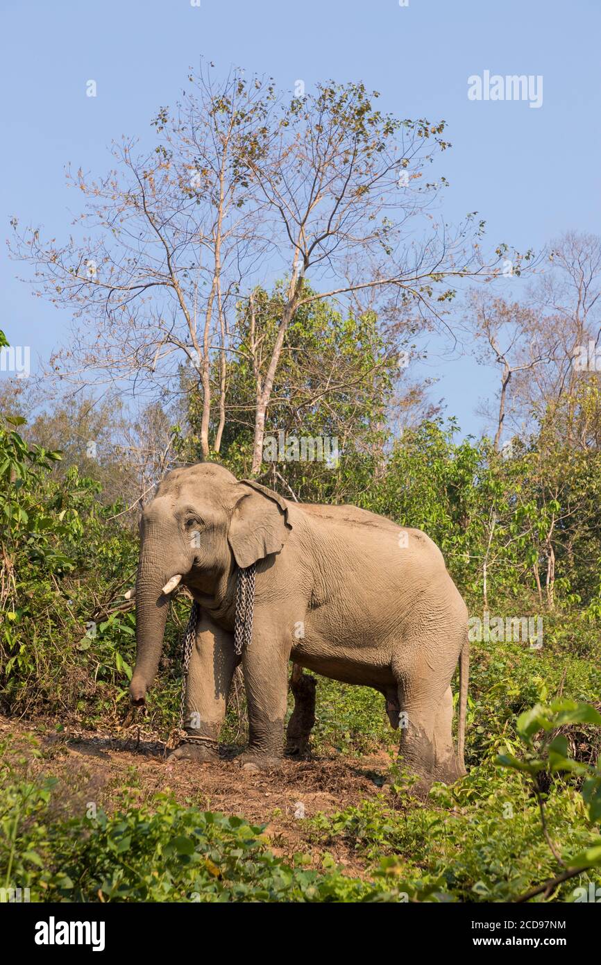 Laos, province de Sayaboury, Centre de conservation de l'éléphant, éléphant Banque D'Images