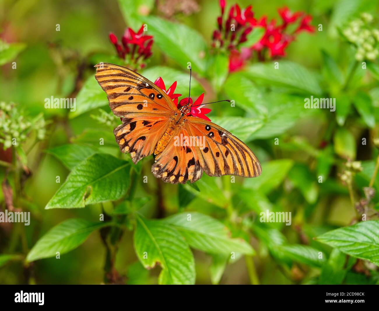 Frise du Golfe, Argraulis vanillae, perchée sur la plante à fleurs Red Egyptian Star Cluster en août, comté d'Alachua, Floride, États-Unis. Banque D'Images