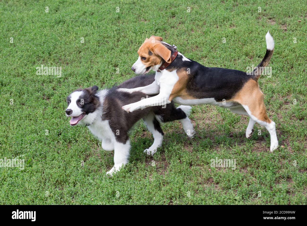 Border collie Puppy et Beagle Puppy jouent sur une herbe verte dans le parc  d'été. Animaux de compagnie. Chien de race Photo Stock - Alamy