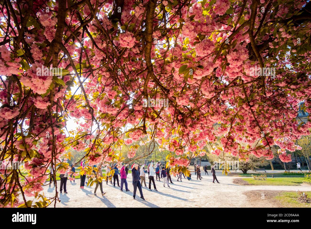 France, Paris, le jardin des plantes avec une fleur de cerisier japonais (Prunus serrulata) en premier plan, classe Tai Chi Banque D'Images