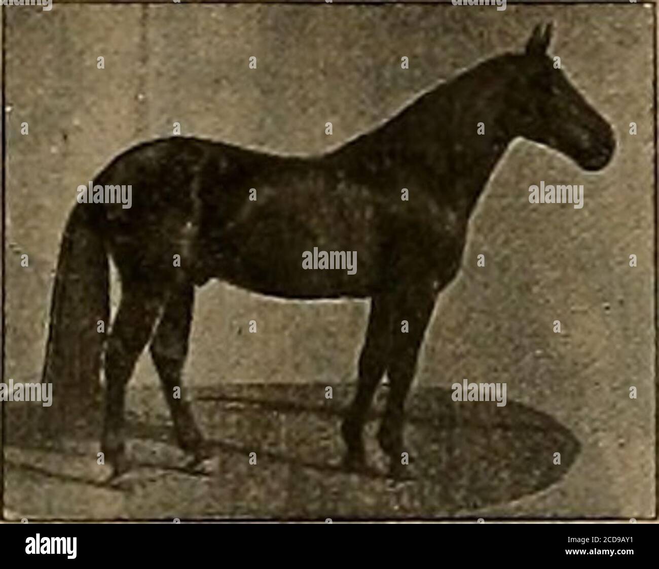 . Sélectionneur et sportif . 2:12j^ et Joe Fviston (3) 2:22 feront la saison 1904 à Lakeville, dans le comté de Sonoma, dans le gal. SEYMOUR WILKES a gagné son record dans un ha^d moughtraoe et a été un cheval de course aucun cheval en Californie peut showune plus grande proportion de gros, beau, fortement construit et bien-boned cols. Ils ont tous l'air semblables, et dans presque tous les cas aresquare trotters. SEYMOUR WILKES est par Guy Wilkes, son barrage au début de BirdbyPiaymail; deuxième barrage par Odd Fellow, troisième barrage par un fils de Williamsons Belmont, quatrième barrage par Blackhawk 767. Il pèse 1200 livres, tient 16 mains hautes et est l'un des Banque D'Images