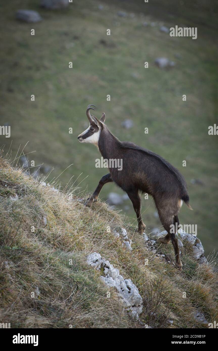 France, Jura, massif du Jura, Parc naturel régional, faune, chamois vers le sommet du Dole Banque D'Images