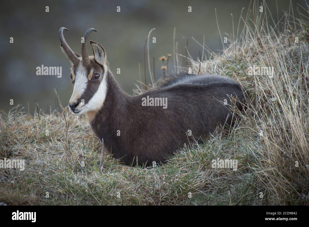 France, Jura, massif du Jura, Parc naturel régional, faune, chamois vers le sommet du Dole Banque D'Images