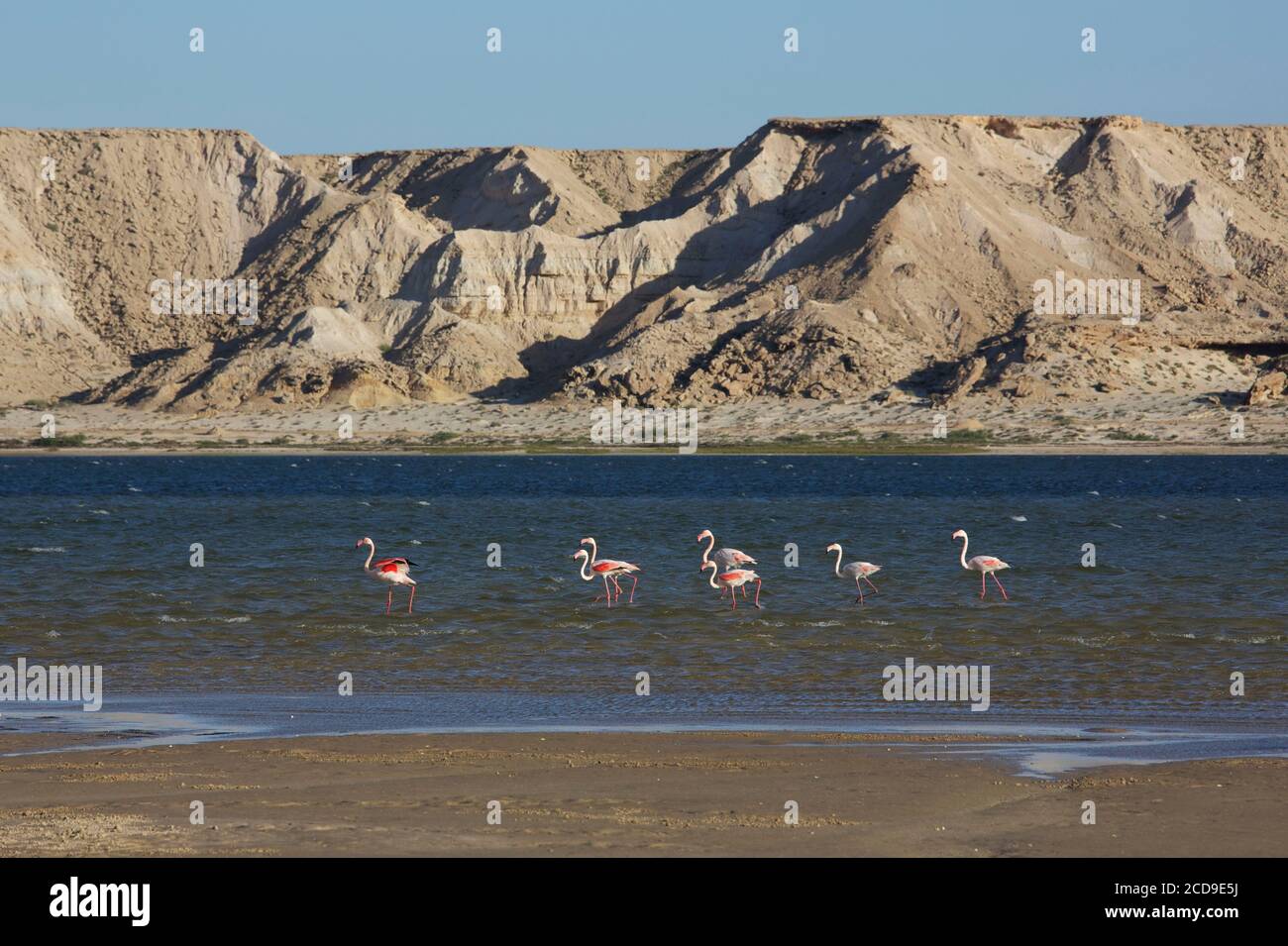 Maroc, Sahara occidental, Dakhla, flamants roses se reposant sur le lagon avec les montagnes désertiques en arrière-plan Banque D'Images