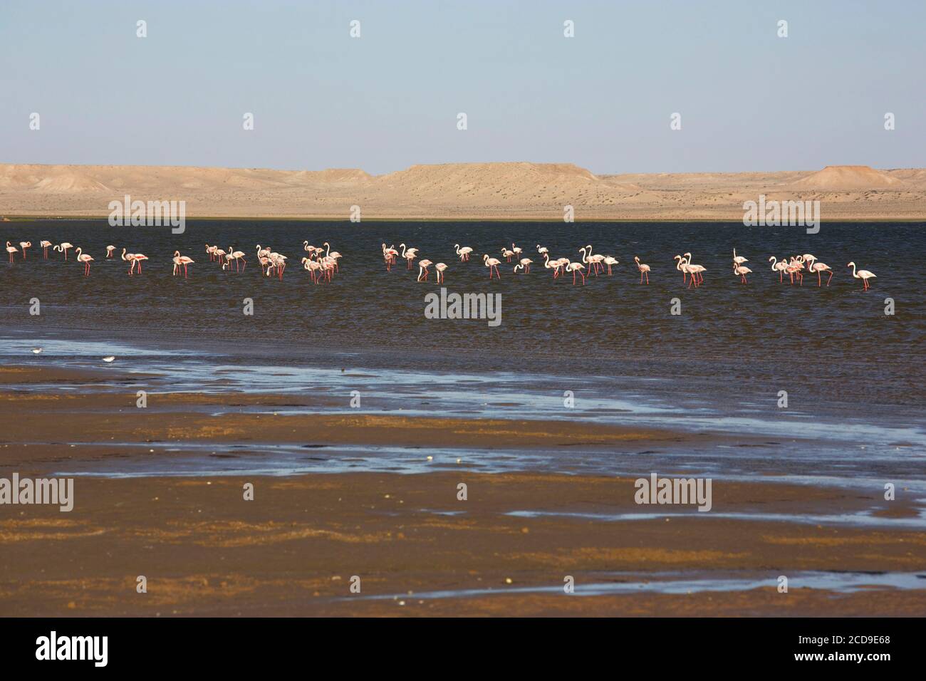 Maroc, Sahara occidental, Dakhla, flamants roses se reposant sur le lagon avec les montagnes désertiques en arrière-plan Banque D'Images