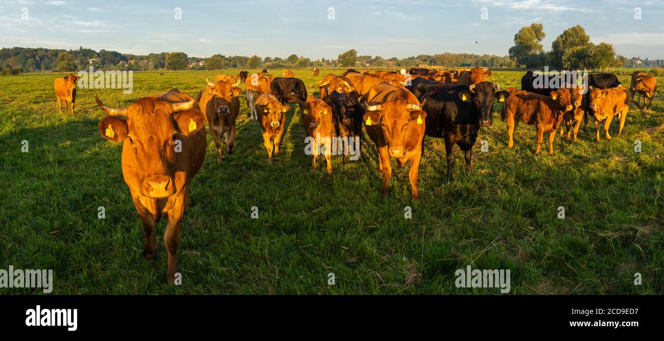 troupeau de bovins de boucherie sur un pâturage d'été Banque D'Images