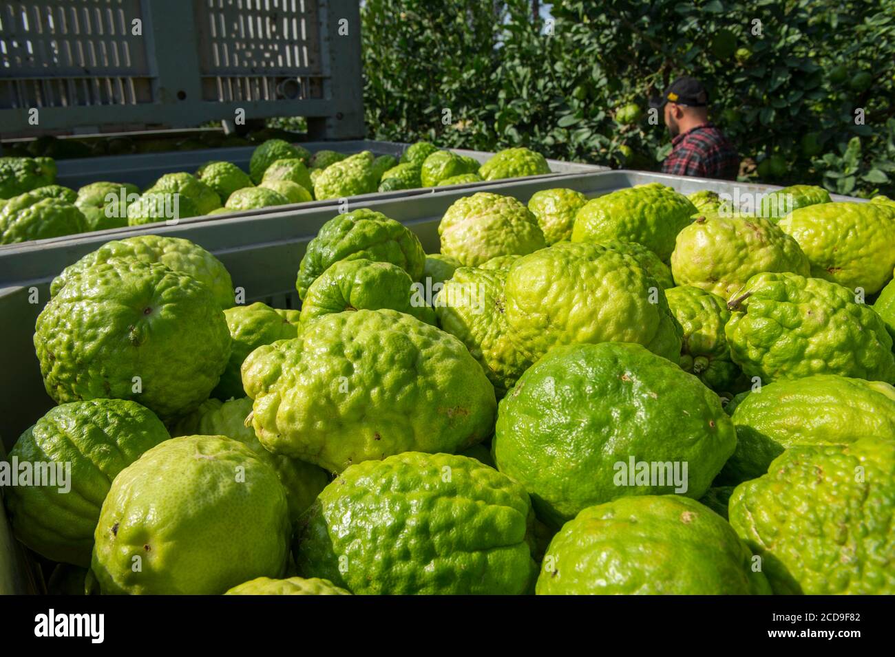 France, haute Corse, plaine orientale, la culture du citron est à nouveau une activité agricole en cours de développement, ici la collecte de fruits quand ils sont verts Banque D'Images France, haute Corse, plaine orientale, la culture du citron est à nouveau une activité agricole en cours de développement, ici la collecte de fruits quand ils sont verts Banque D'Images
