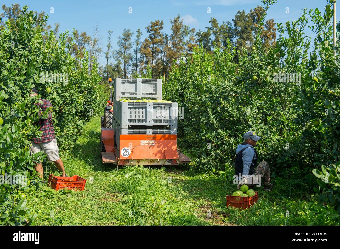 France, haute Corse, plaine orientale, la culture du citron est à nouveau une activité agricole en cours de développement, ici la collecte de fruits quand ils sont verts Banque D'Images France, haute Corse, plaine orientale, la culture du citron est à nouveau une activité agricole en cours de développement, ici la collecte de fruits quand ils sont verts Banque D'Images