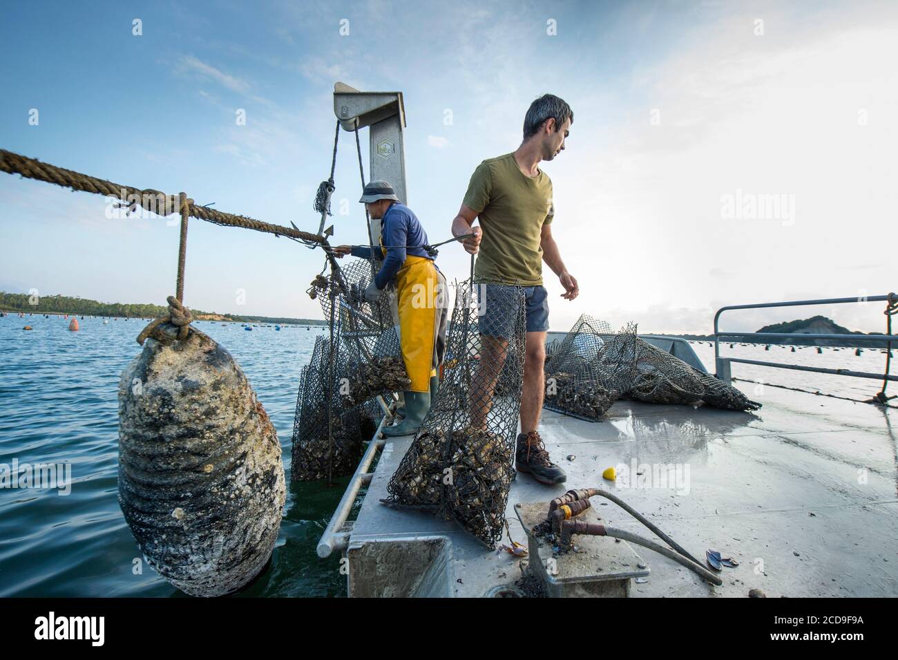 France, haute Corse, plaine de l'est, Aleria, Oyster dans l'étang de Diane,  travail sur la barge, soulève des sacs d'huîtres prêts à la consommation  Photo Stock - Alamy