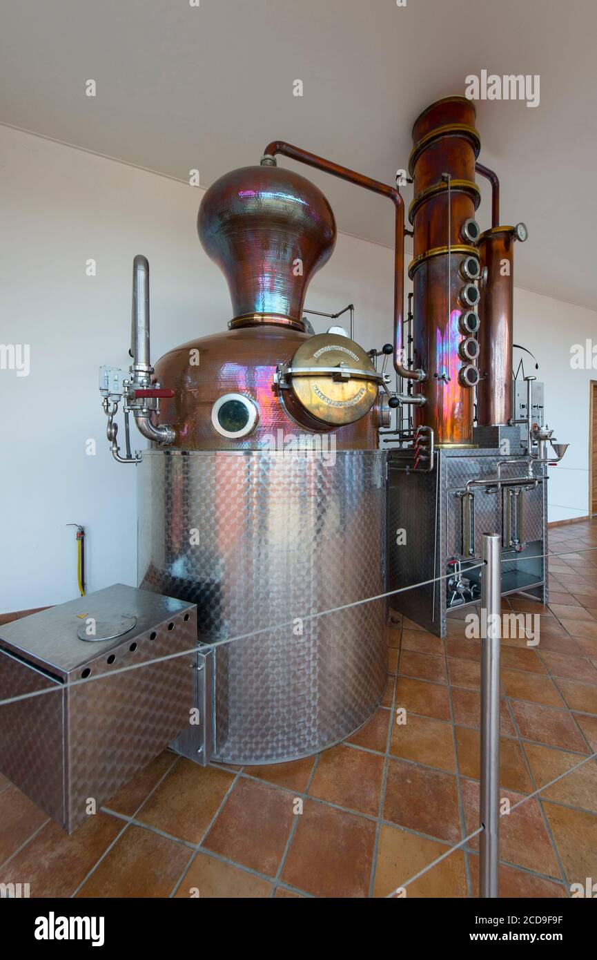 France, haute Corse, Aleria, Pietra et Mavella, une distillerie de Hostein, des petits pains distillas, est utilisée chaque jour pour obtenir le meilleur Banque D'Images