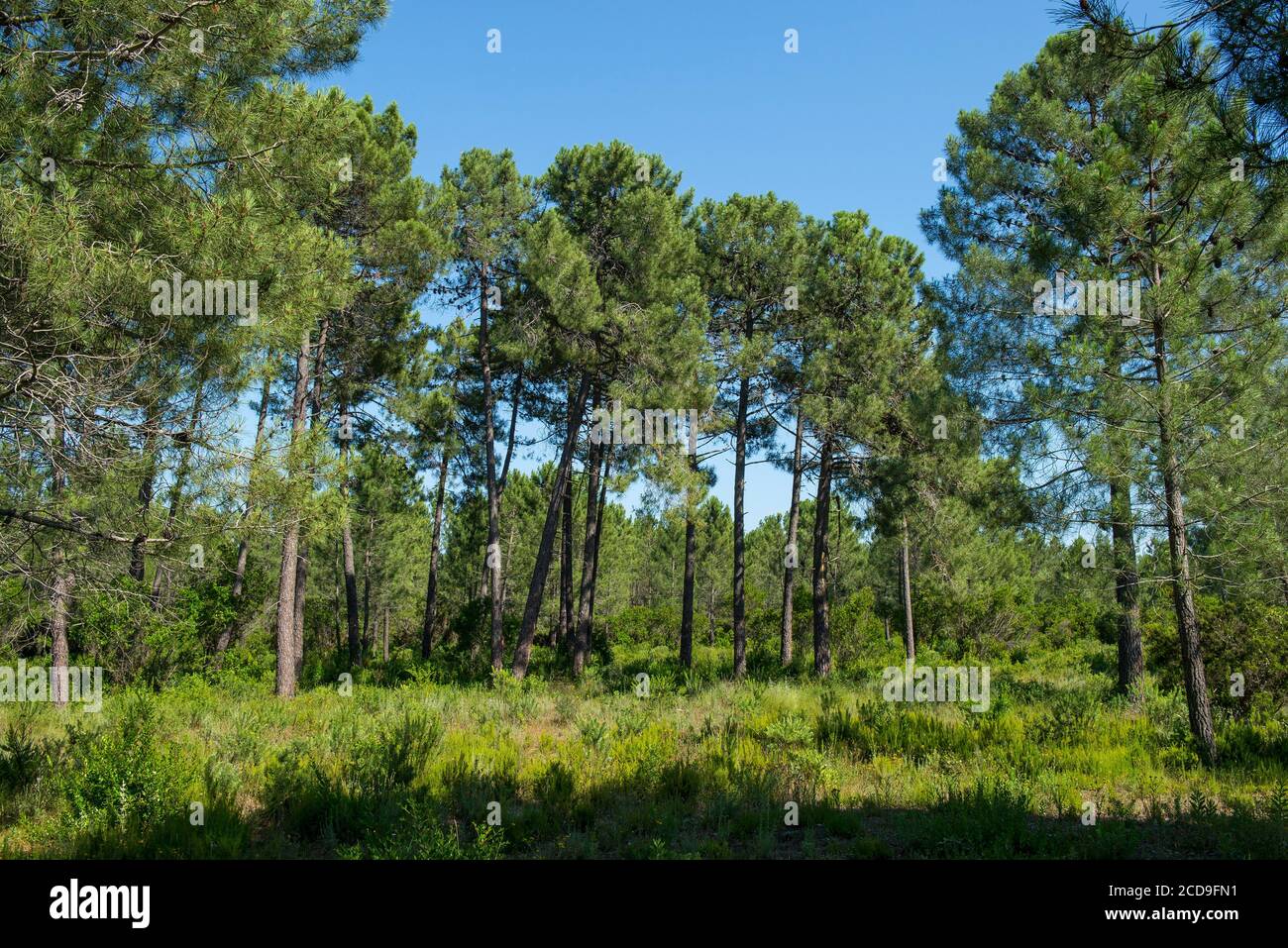 France, haute Corse, Ghisonaccia, plaine orientale, site naturel protégé de Pinia, forêt naturelle de pins maritimes Banque D'Images