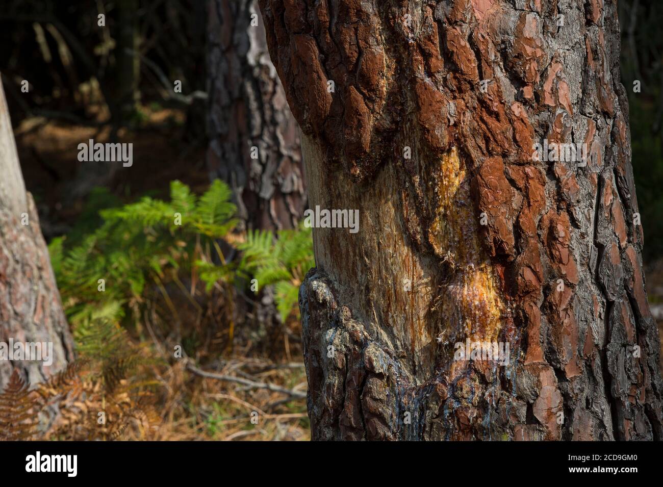 France, Corse du Sud, Alta Rocca, ferme de cerfs dans la forêt de Quenza élevés pour leur réintroduction dans le parc naturel régional, un arbre marqué par le leader de meute pour délimiter le territoire Banque D'Images