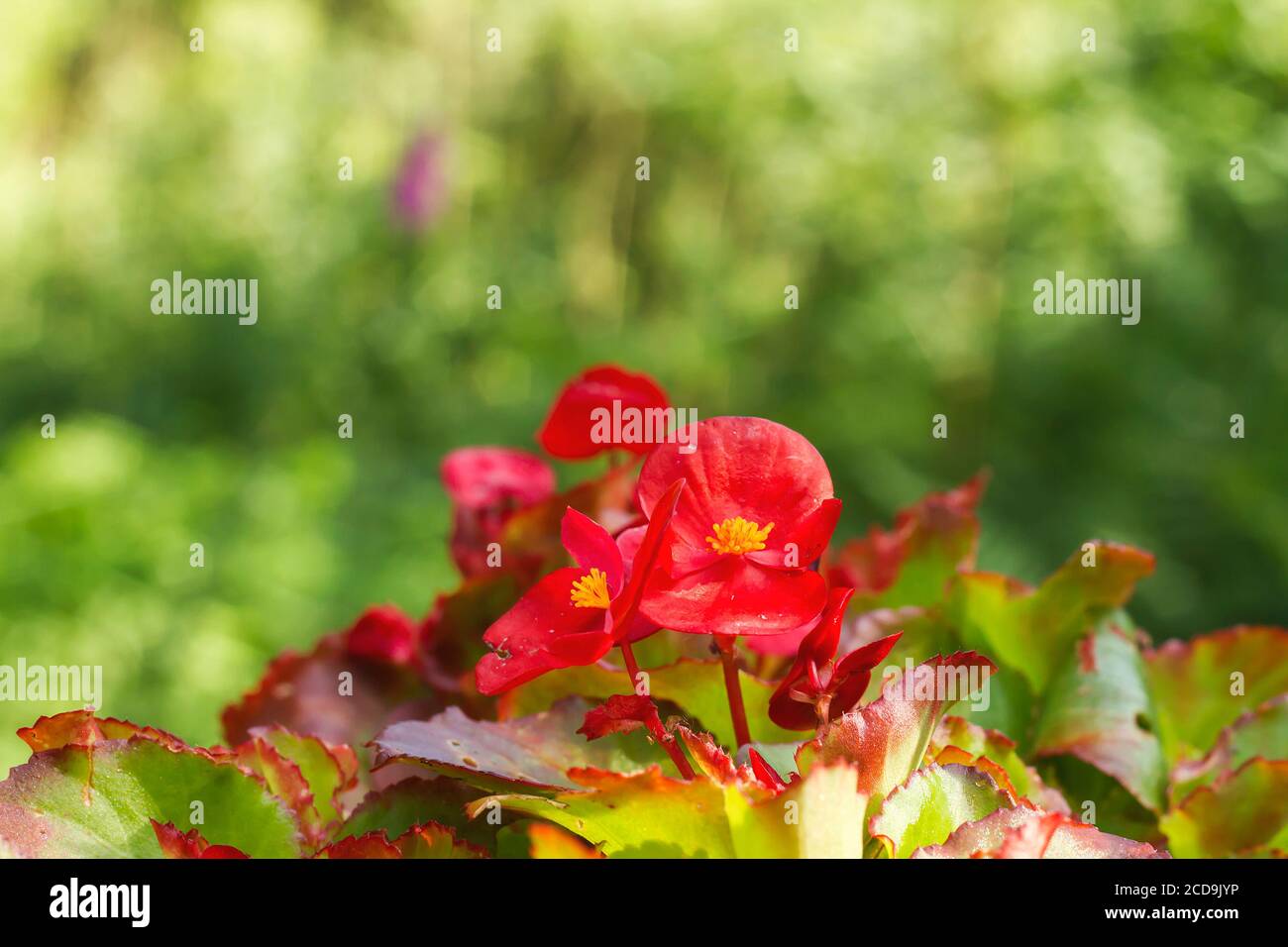 Fleurs rouges Begonia Banque D'Images