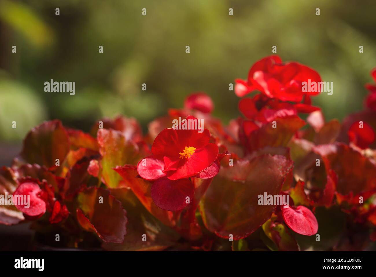 Fleurs rouges Begonia Banque D'Images