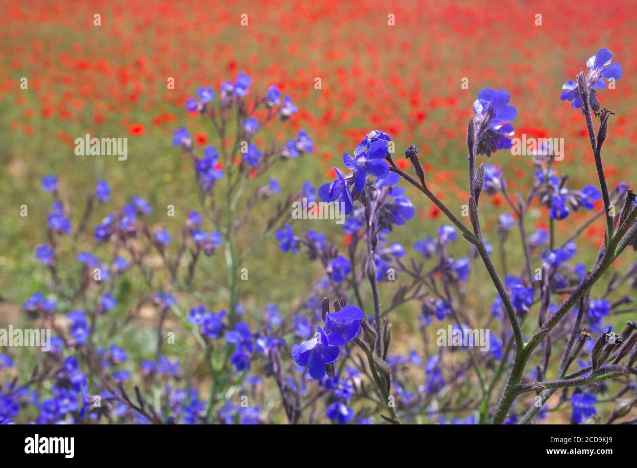 Anchusa italica ou jardin anchusa fleurs violettes Banque D'Images