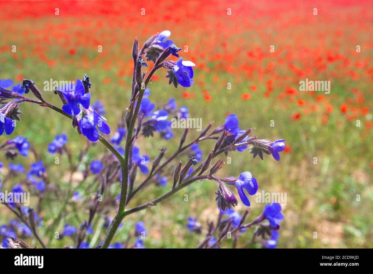 Anchusa italica ou jardin anchusa fleurs violettes Banque D'Images