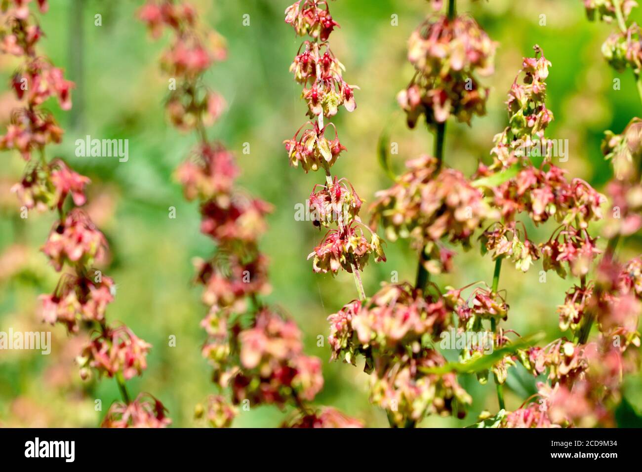 Quai à feuilles larges (rumex obtusifolius), gros plan montrant les gousses de fruits ou de graines se développant sur la plante. Banque D'Images