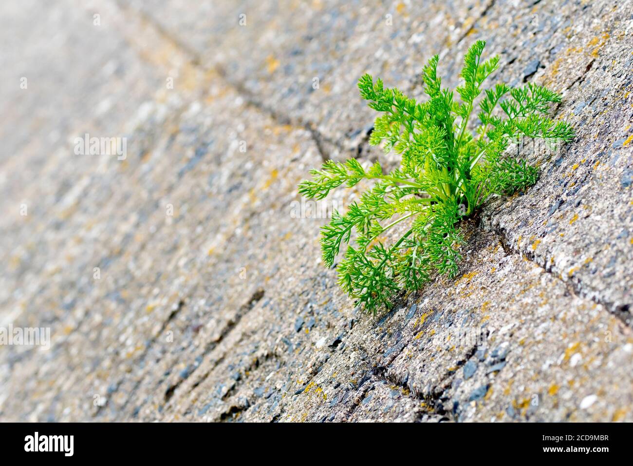 Gros plan d'une plante de Mayweed (tripleurospermum, matricaria) qui s'est entorrée d'une fissure dans les défenses en béton de la mer le long de la rive. Banque D'Images